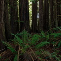 redwood grove2010d07c028.jpg